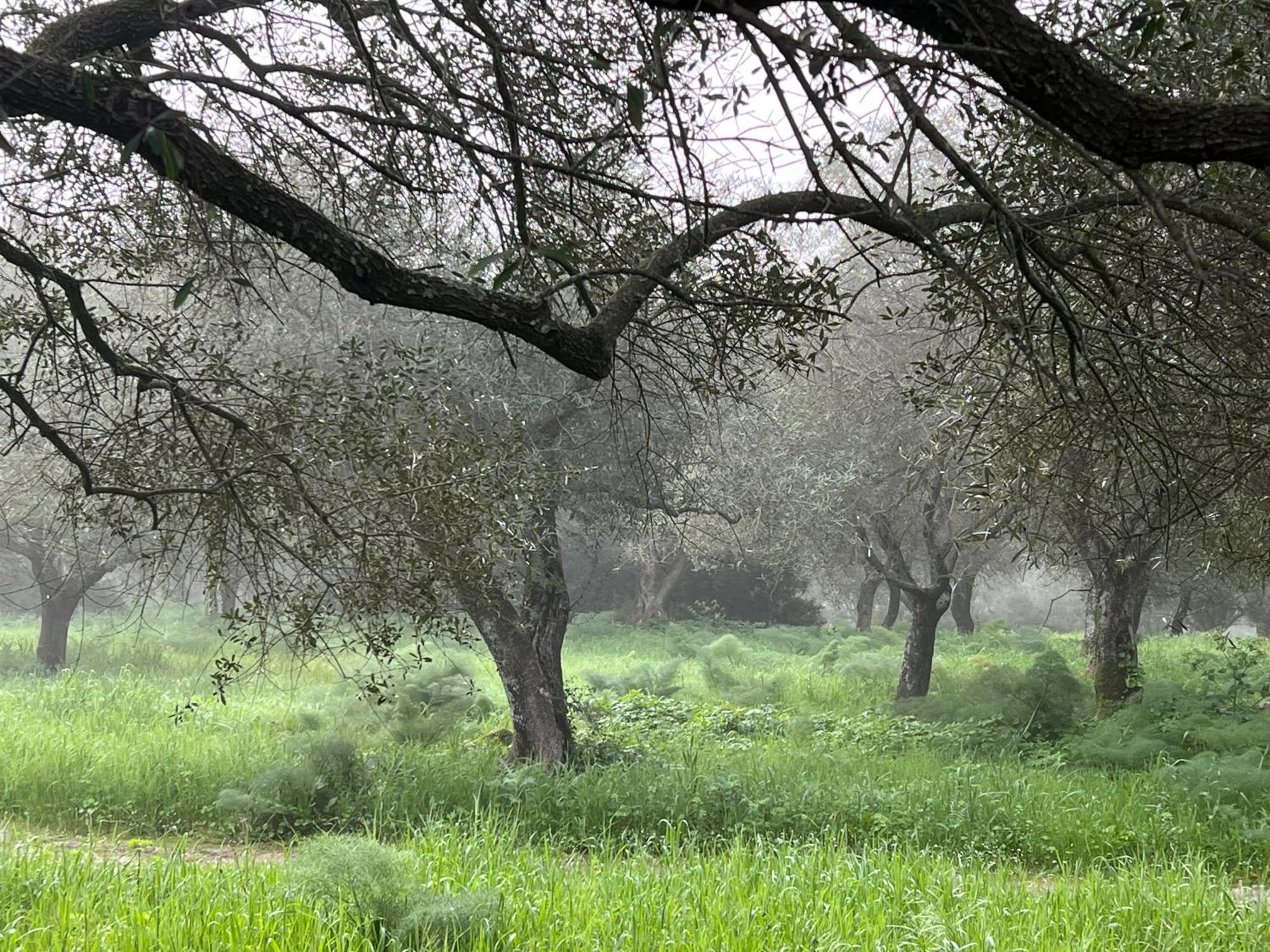 Muristene Pozzo Santa Cristina Paulilatino Εξωτερικό φωτογραφία